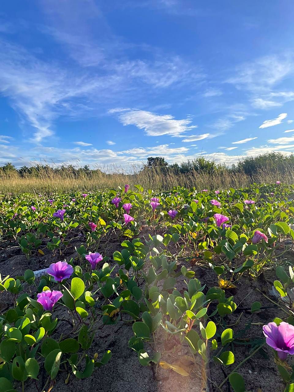 Beach flowers