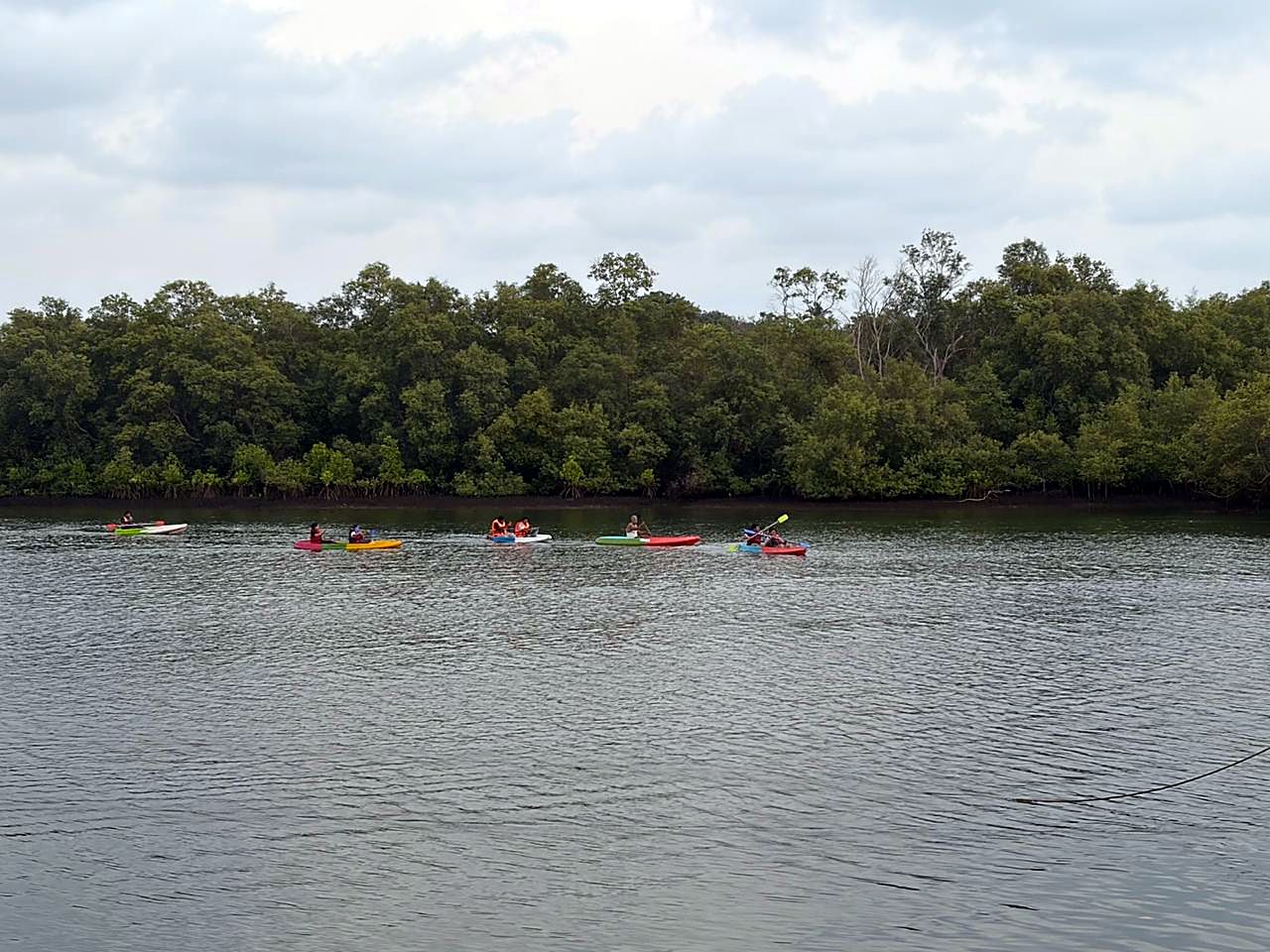Group paddle by the mangroves