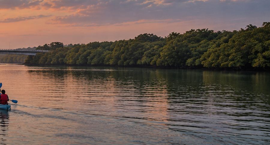Mangroves along the water's edge
