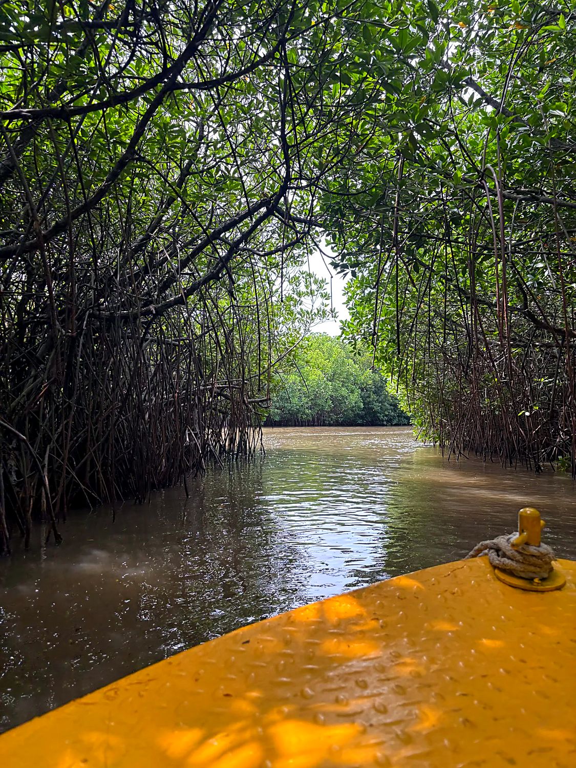 Boat entering a tunnel of mangroves
