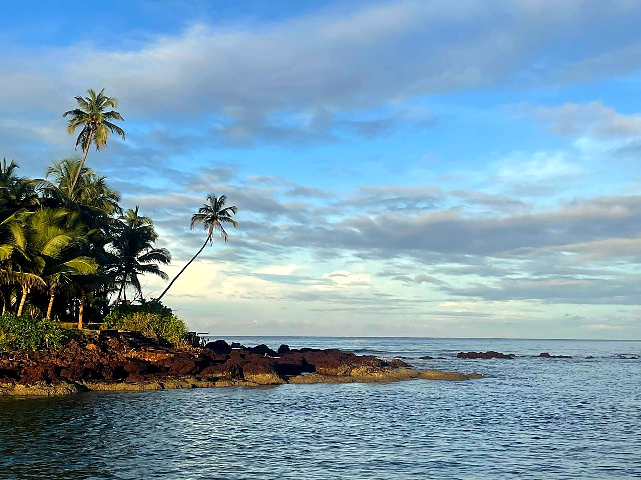 Palm trees on a rocky point in morning light